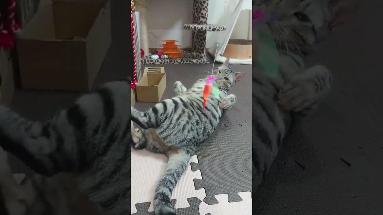 やる気のないベンガル猫