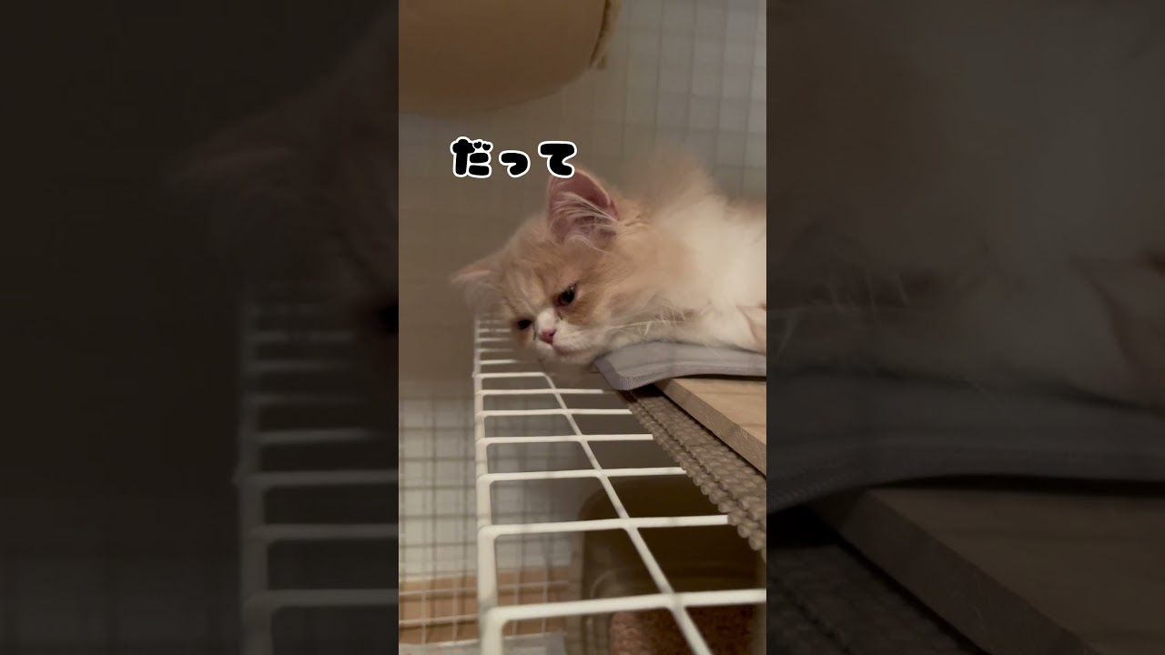 子猫の特権🐱💓#cat #猫好きさんと繋がりたい #スコティッシュフォールド #ねこ #猫のいる暮らし #ネコ #猫のいる生活 #子猫 #ねこのいる生活 #癒し#shorts #short