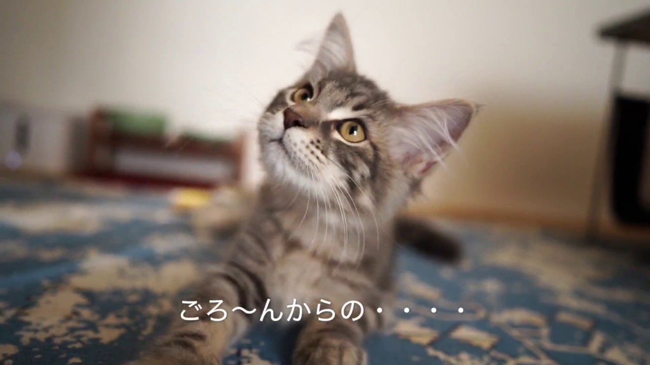 【メインクーン】猫グッズ使用感【買い足し：必需品：不用品】