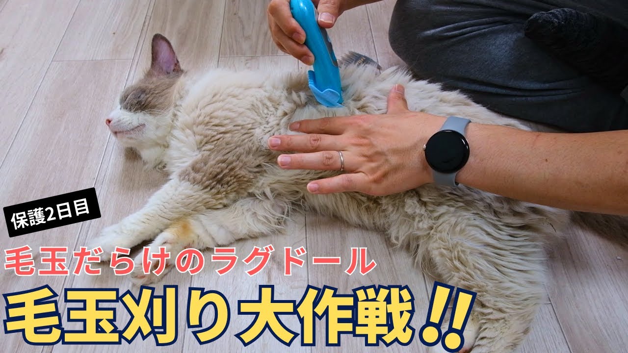汚れ臭いがきついラグドールの毛玉を刈ってみた　ご報告もあります