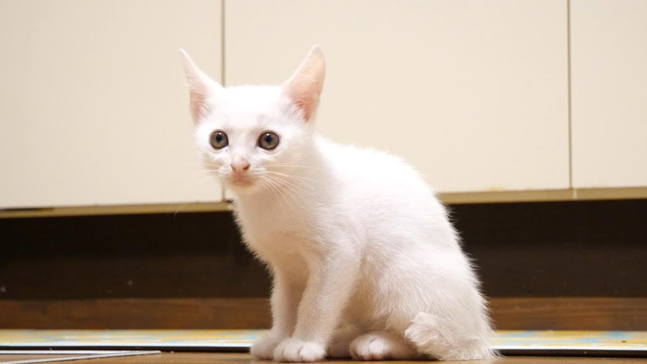 おとなしくご飯の準備を待つ子猫たち【赤ちゃん猫　保護猫】