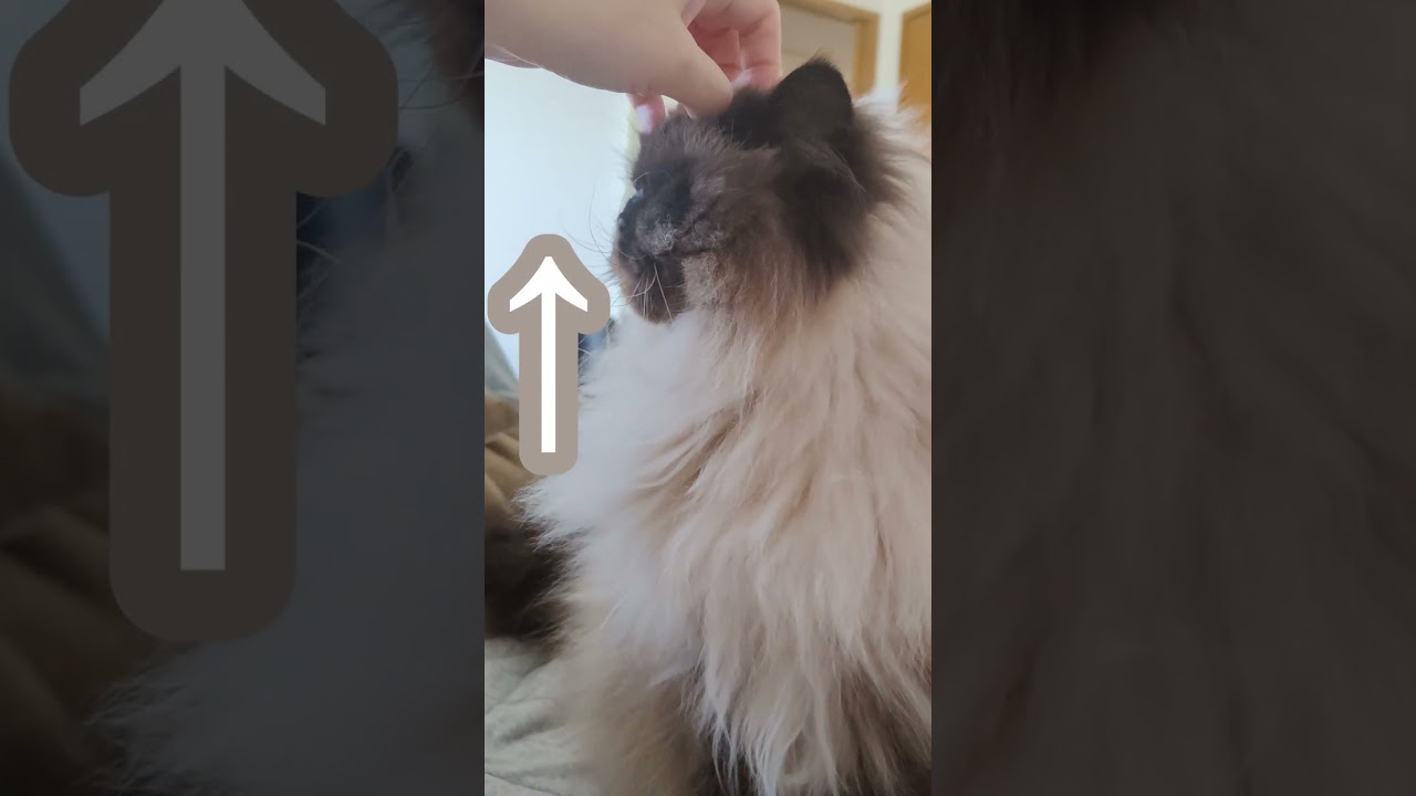 撫でられるとのびちゃう　#cat #ねこ #ヒマラヤン #猫のいる暮らし #猫 #cute