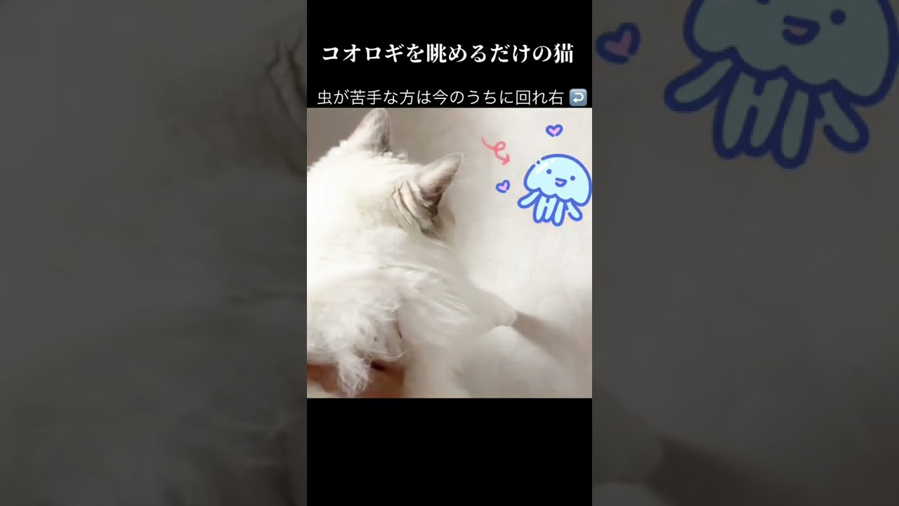 野生は忘れた猫(笑)【ラグドール】#shorts