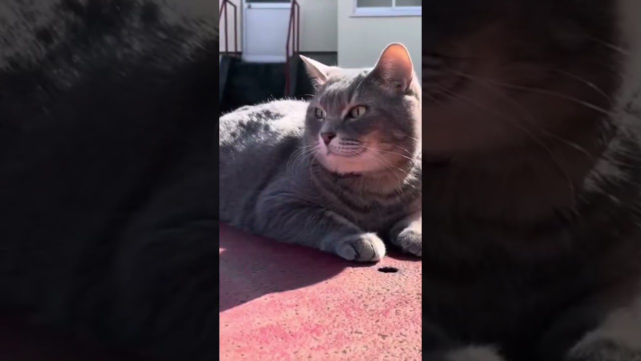 さっちゃんの散歩…   #cat #保護猫 #風の猫 #さっちゃん