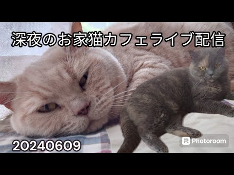 深夜のお家猫カフェライブ配信　７９