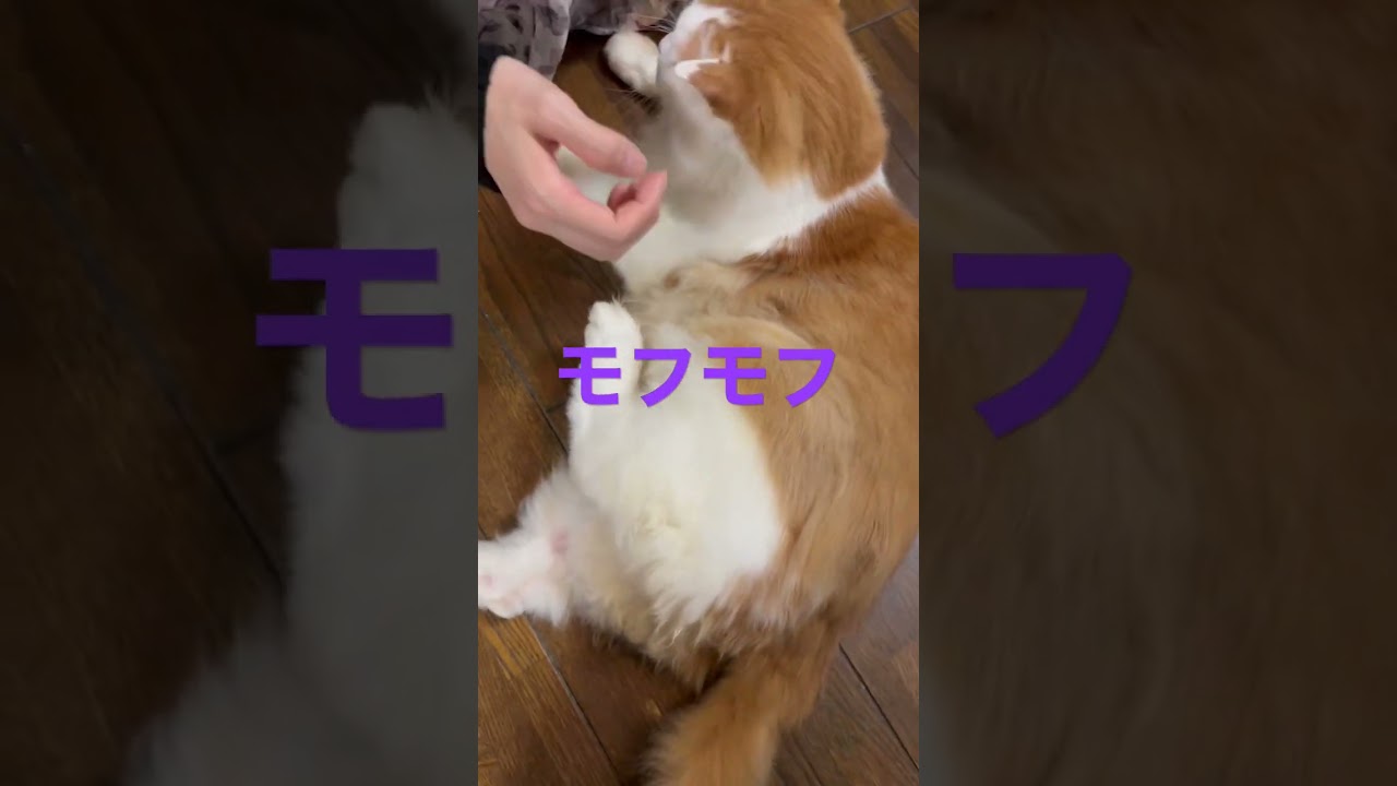 【ペルシャ猫】ブラッシング^ - ^#shorts #ペルシャ猫#ブラッシング