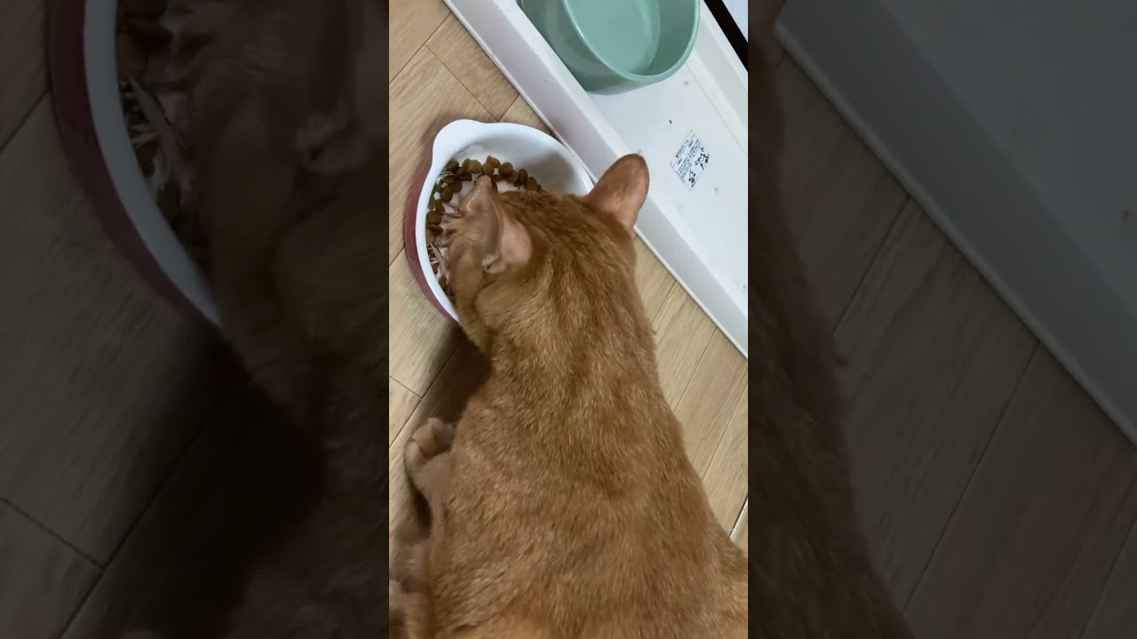 【茶トラ猫】ジラフ、5才の誕生日#shorts