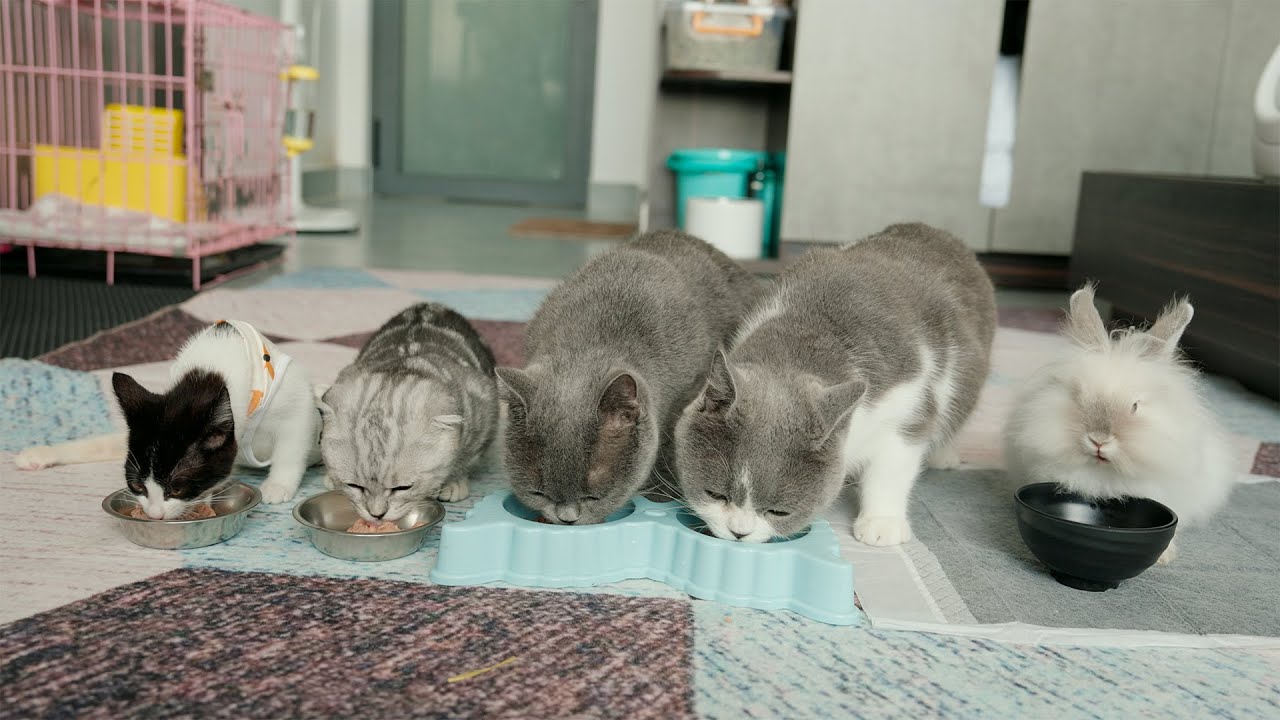 先住猫たちと仲良くできて、とても幸せそうな下半身不随の子猫、雨ちゃん