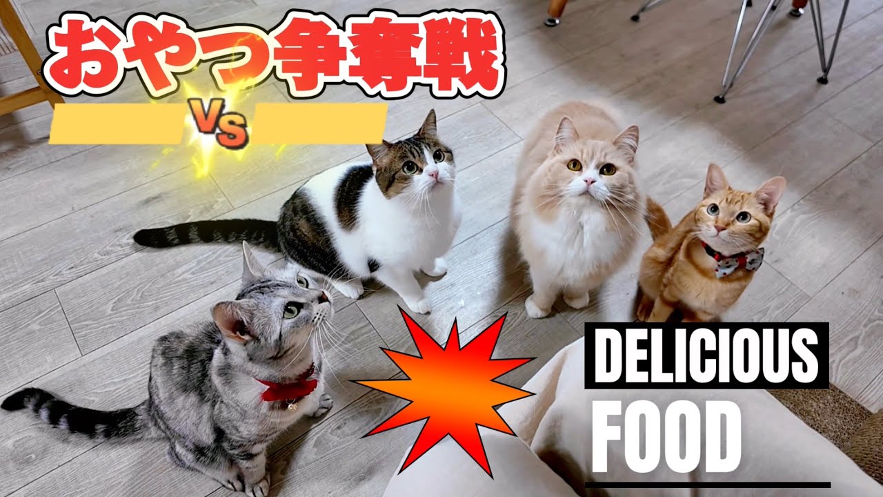 猫達の猫達によるおやつ争奪戦💥😹🙀【Everyone loves snacks❤️】