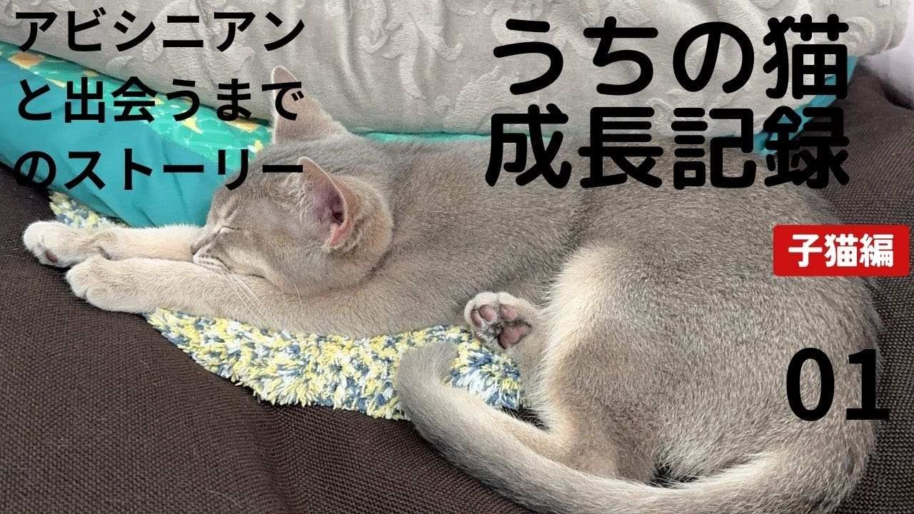 みのり（アビシニアン）と出会うまでの道のり　０１