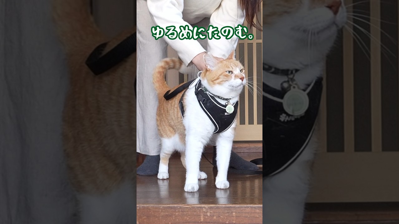 散歩へ行く猫 #元野良猫チャチャ #猫武将 #ネコ #cat #ねこ #猫 #保護猫 #チャチャ