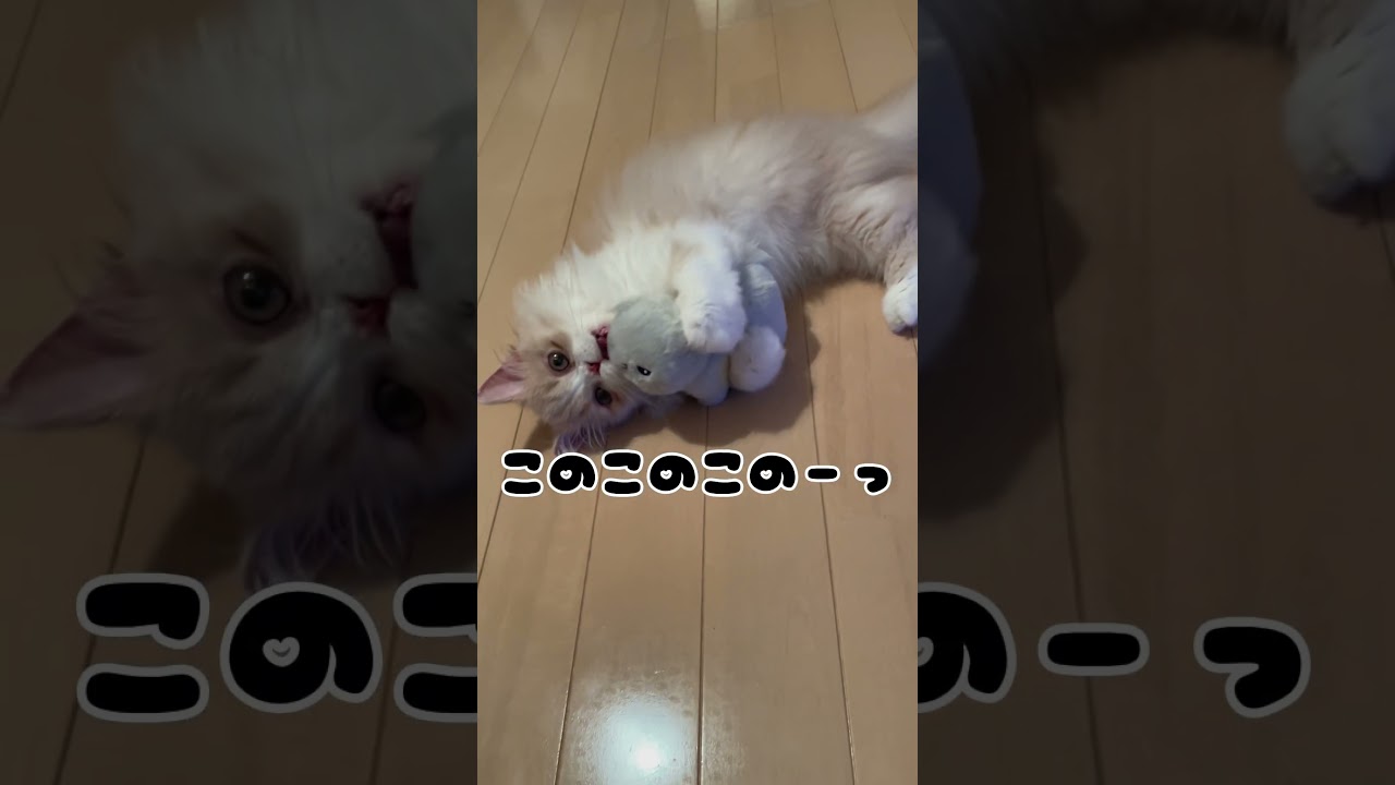 嫉妬ねこ🐱#cat #猫好きさんと繋がりたい #スコティッシュフォールド #ねこ #猫のいる暮らし #ネコ #猫のいる生活 #子猫 #ねこのいる生活 #癒し#shorts #short