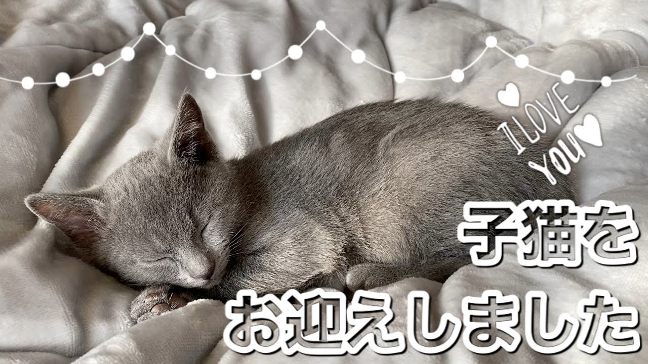 【初日】ロシアンブルーの子猫をお迎えしました #猫 #cat #shorts