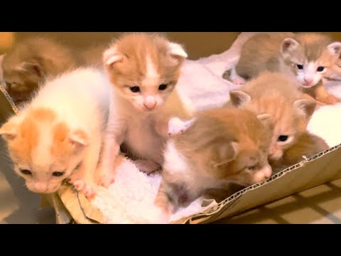おっぱい飲めず、体重増えない子猫の…／目がちょっと変な子がいる？【猫の子育て】