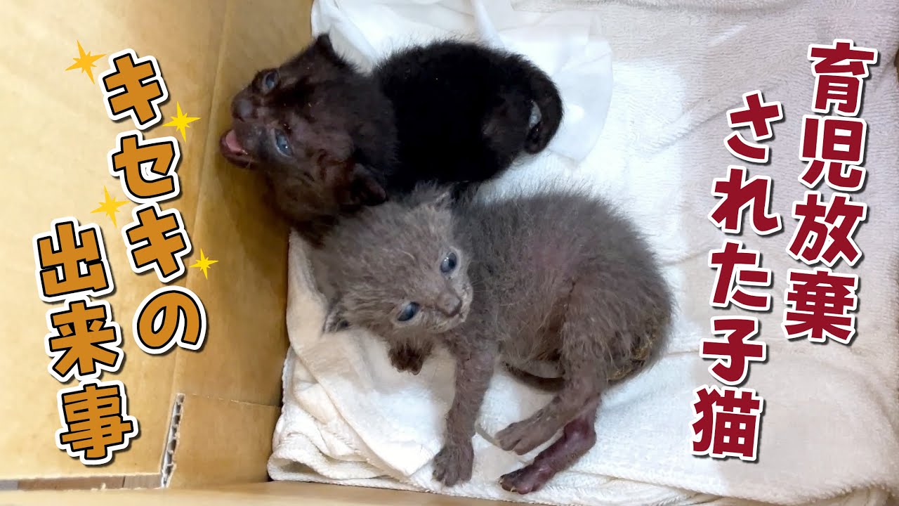 保護した産まれたての子猫に起きたキセキのお話