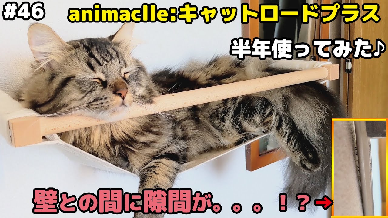 #46 【半年利用レビュー】animacolle 壁に取り付けられるキャットウォーク