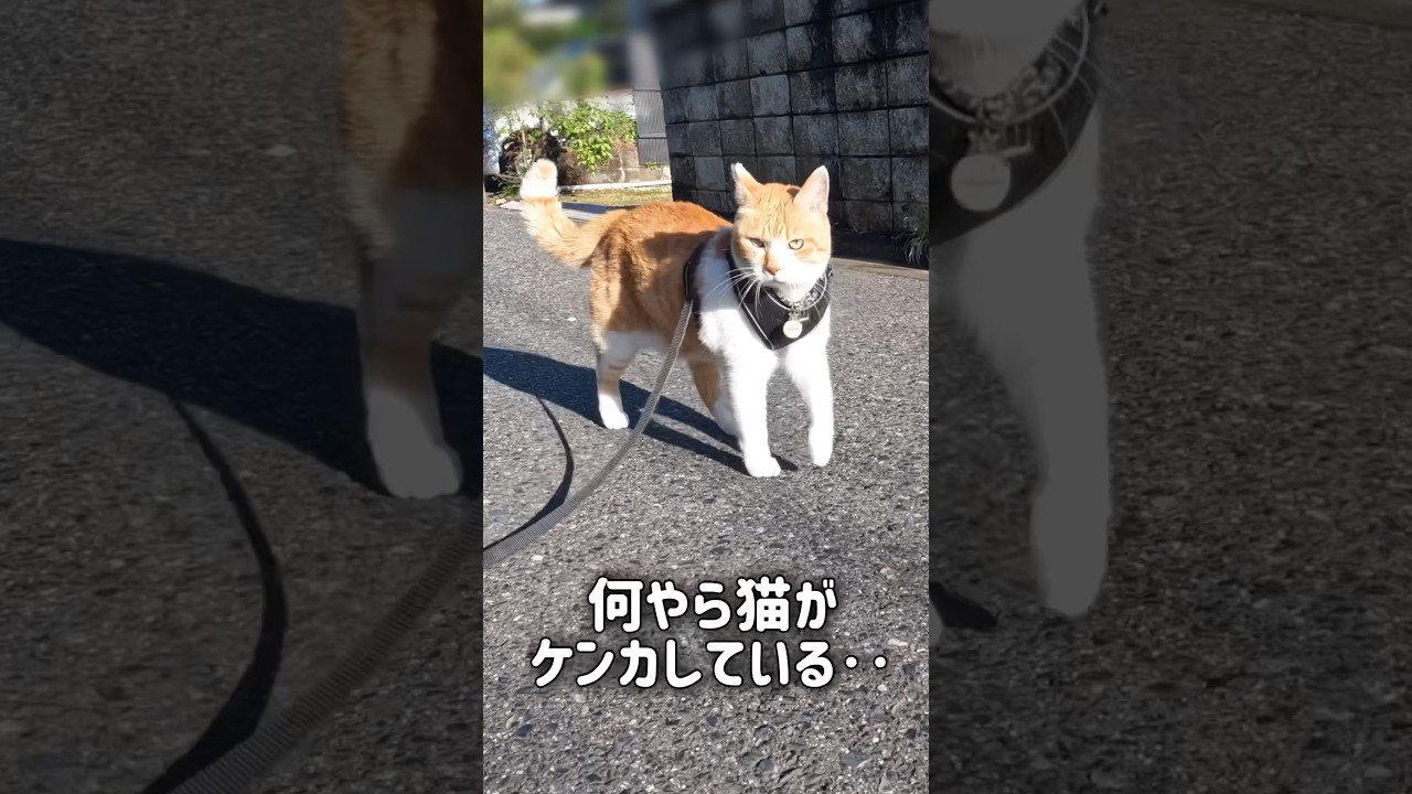 ケンカの仲裁に駆けつける猫 #元野良猫チャチャ #猫武将 #ねこ #ネコ #cat #猫 #保護猫 #チャチャ
