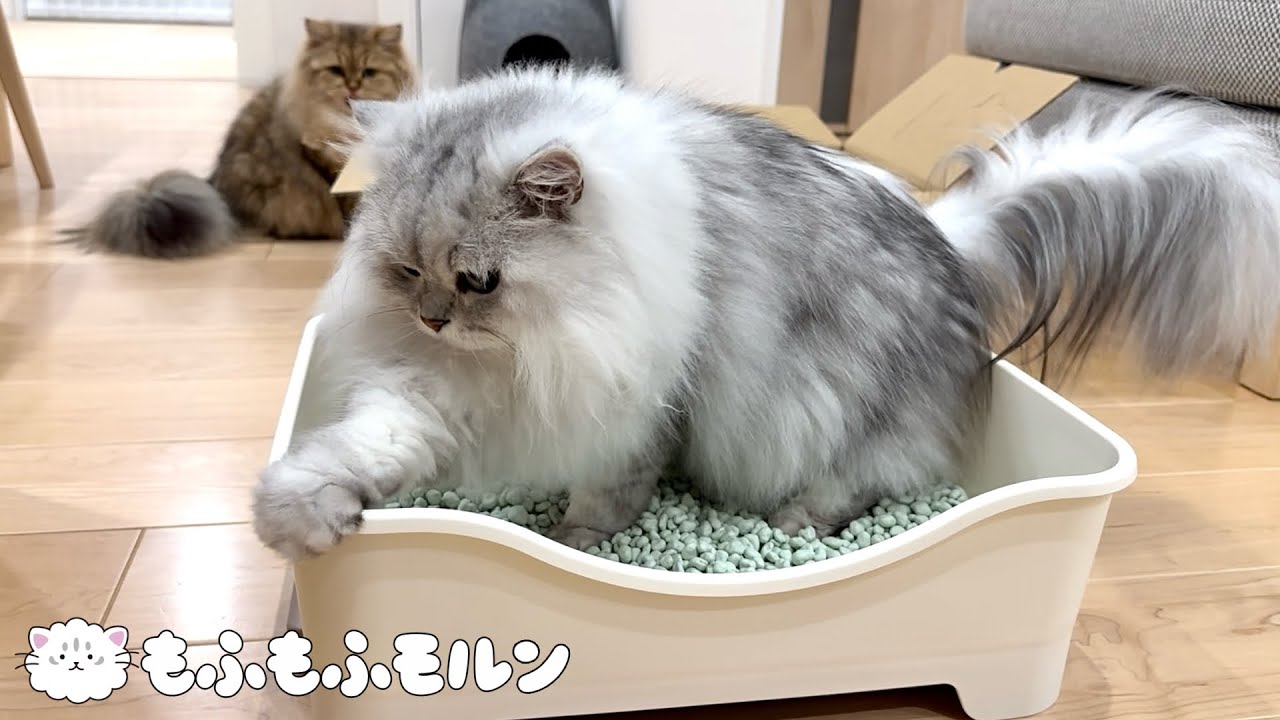 新しい猫トイレを買ってくると必ず行われる儀式 【サイベリアン】