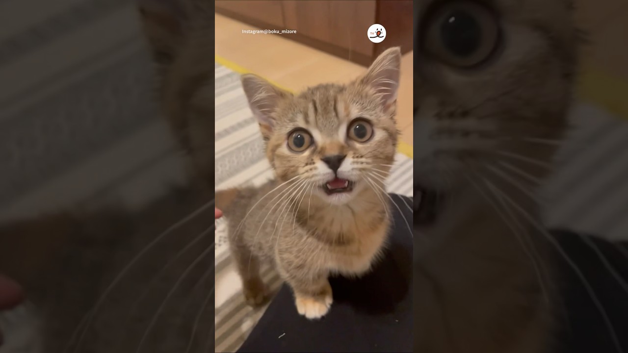 子猫の名を呼ぶと…｜PECO #子猫 #子猫の鳴き声 #マンチカン #キジトラ #子猫のいる生活 #kitten #kittenmeowing #browntabby #munchkin