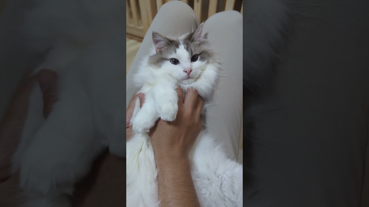 猫の幸せなひとときがこちら！ #cat #ragdoll #ねこ #ブルーポイントバイカラー #ラグドール #ハチワレ