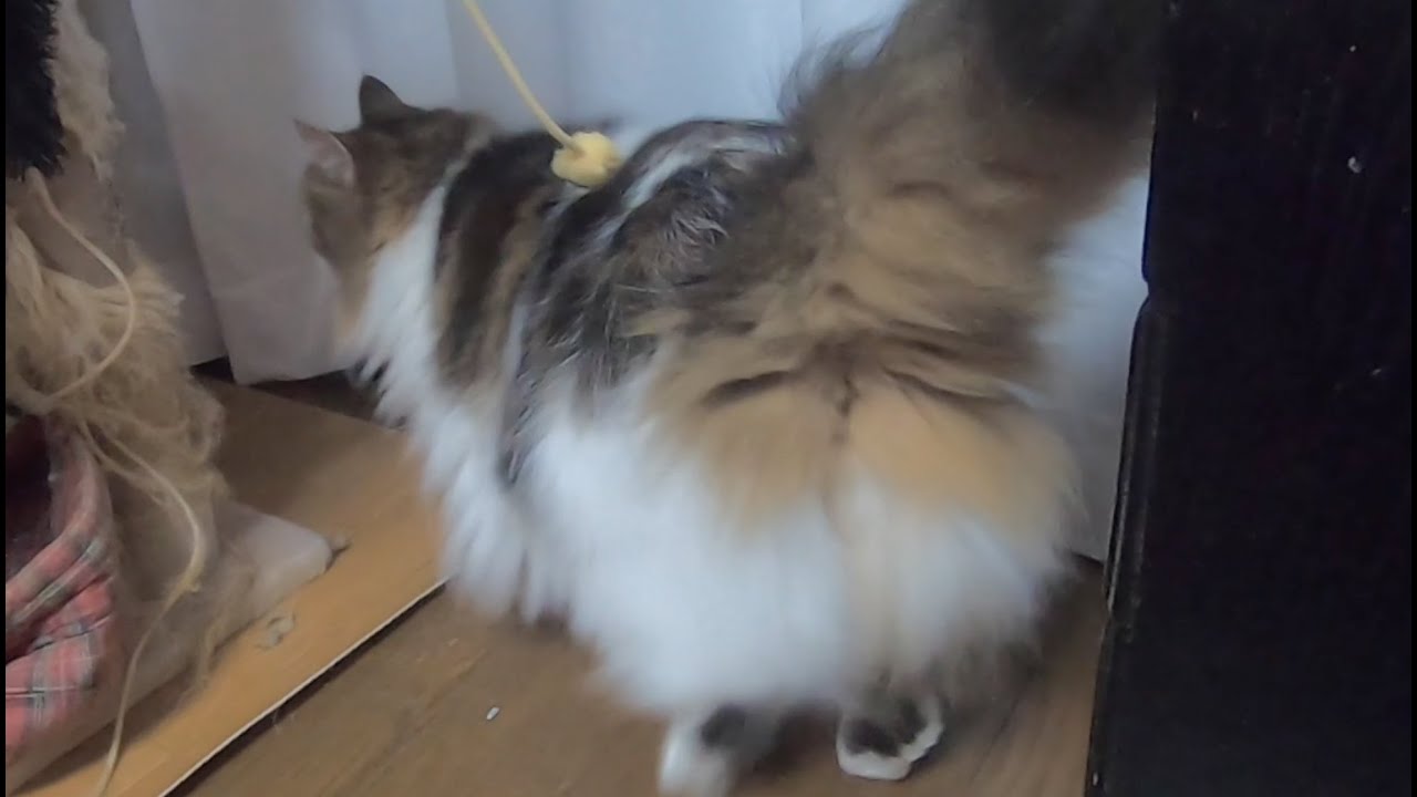 遊ばないの〜目の前で動いてる物に知らん顔する猫