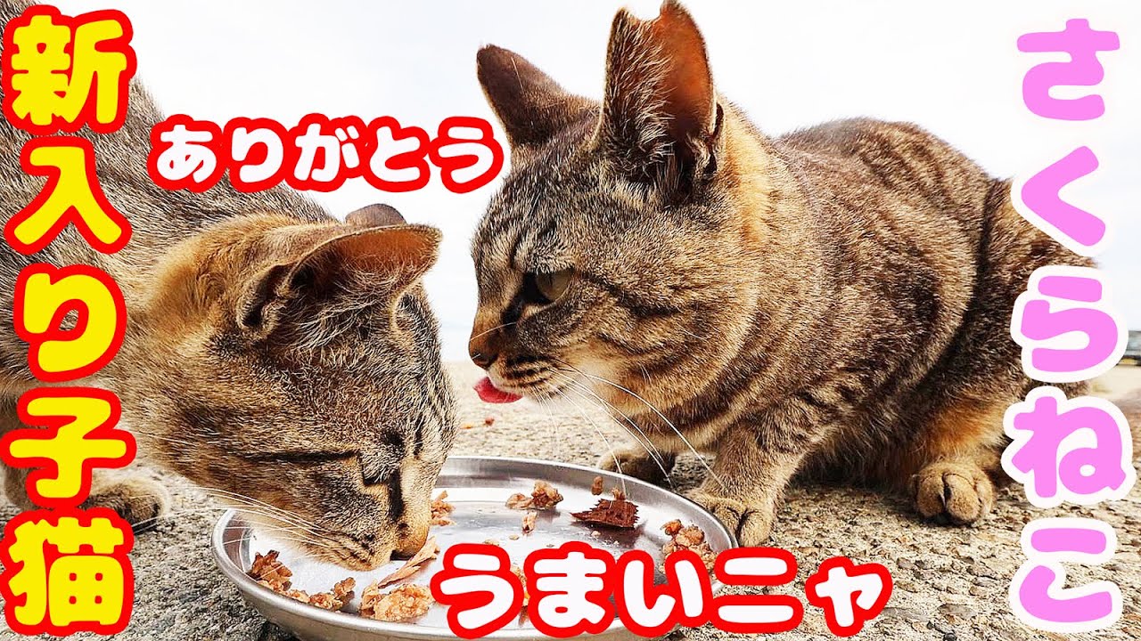 新入りの子猫とさくらねこにご飯をあげたら・・・