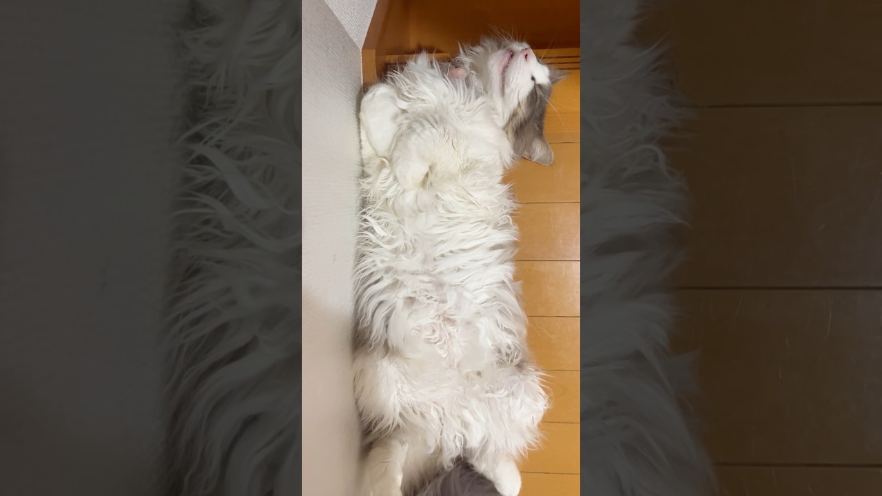 ゴージャスな #被害者役の猫 #サイベリアン #shorts