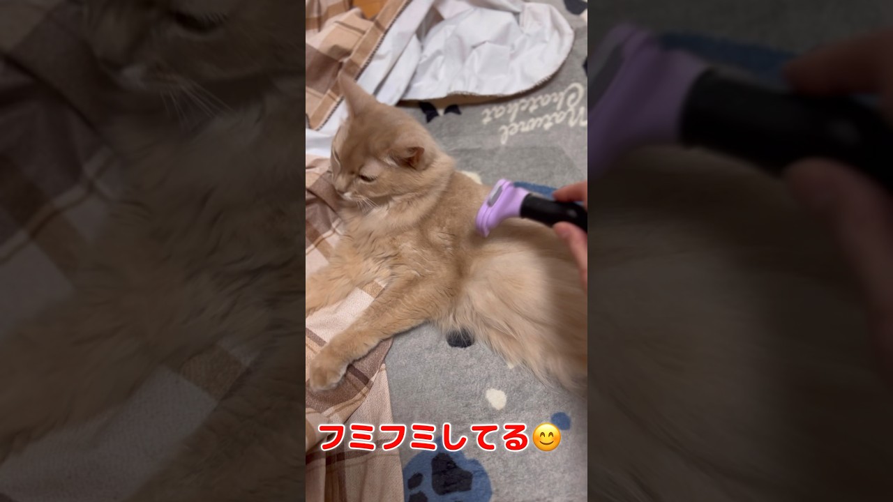 ブラッシングでリラックス🐱#shorts #猫#ソマリ