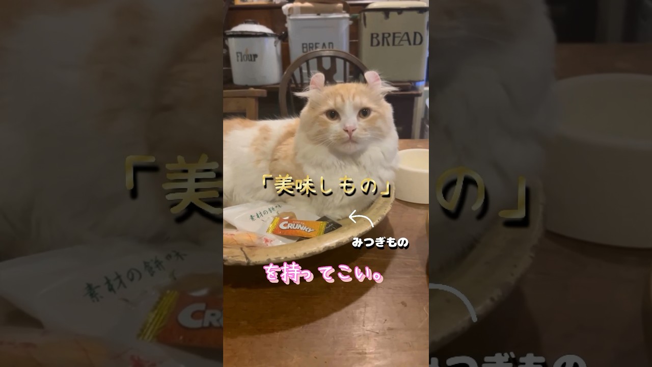 【キンカロー】お供え物をされる毛玉【マンチカール】#猫 #キンカロー