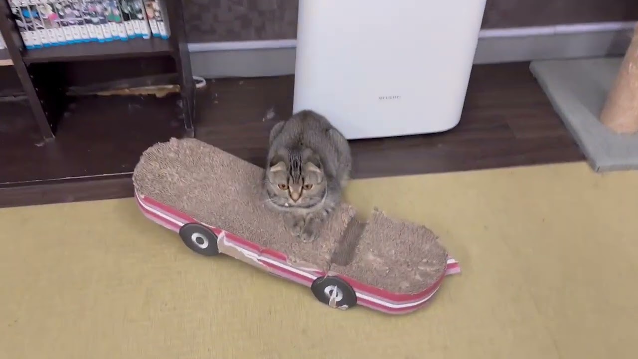 Coo&RIKU　No625023 スコティッシュフォールド