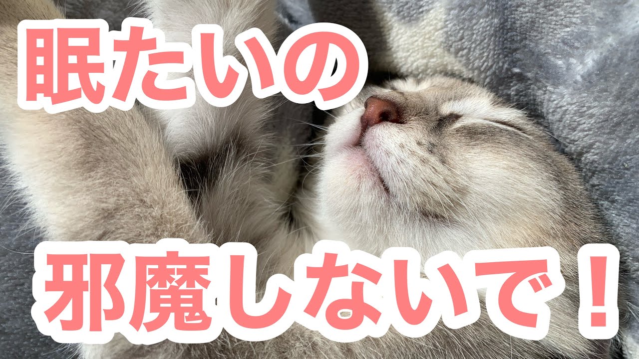 ねむいねむいるるちゃん♪ かわいいからちょっかい出しちゃいます。　アメリカンカールの立ち耳猫　るるちゃん