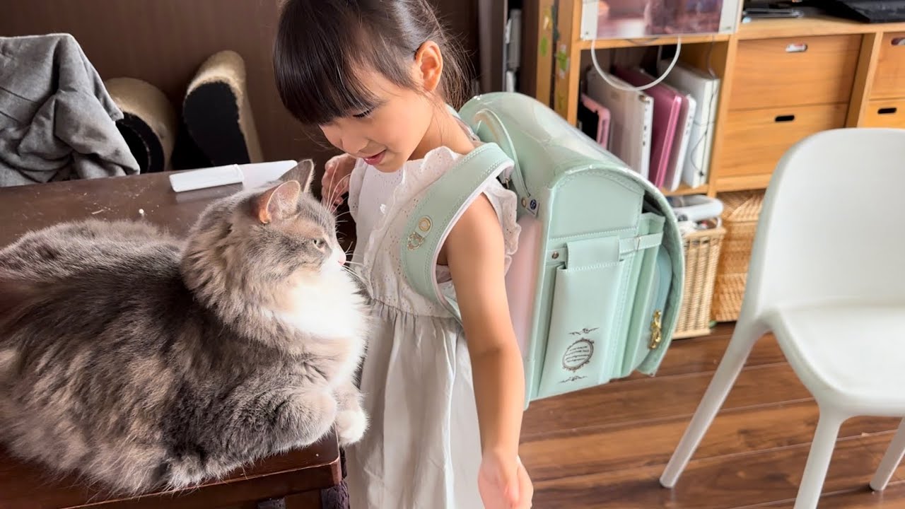 ランドセル選びを見守る猫　ノルウェージャンフォレストキャット　ラガマフィンA cat watches over choosing a school bag.