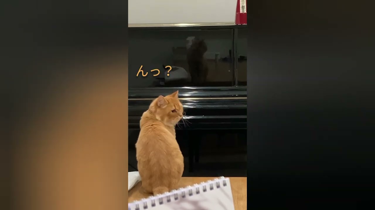 [ねこ]ピアノに写った自分を眺めるねこ[スコティッシュフォールド][猫の背中]
