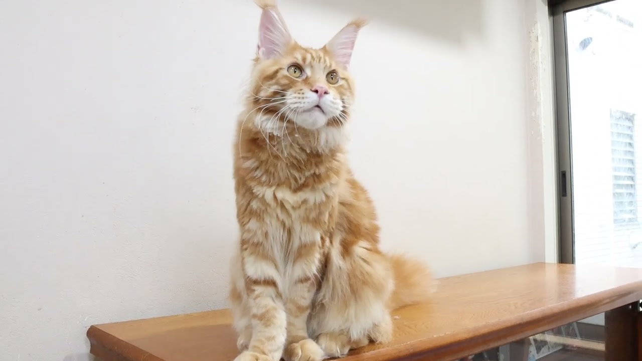 生後8ヶ月レッドのメインクーン翔平君