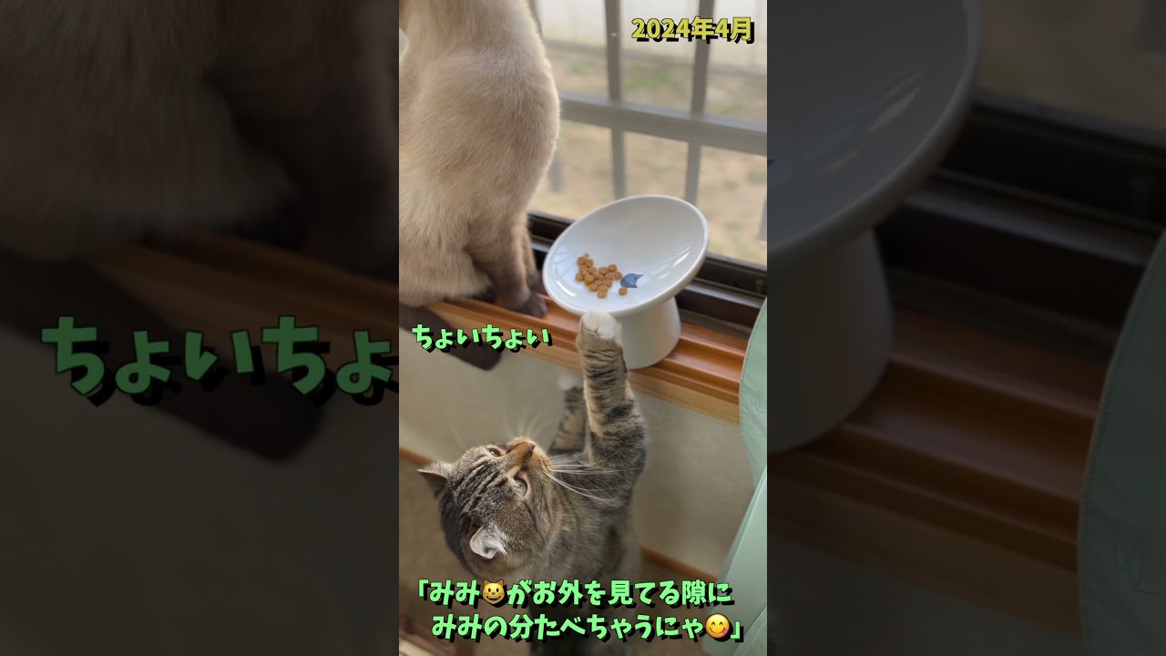 お外の鳥さん🐦が気になる弟ねこ😺 ＆ こっそりごはん🍚をねらう兄ねこ😺 #shorts