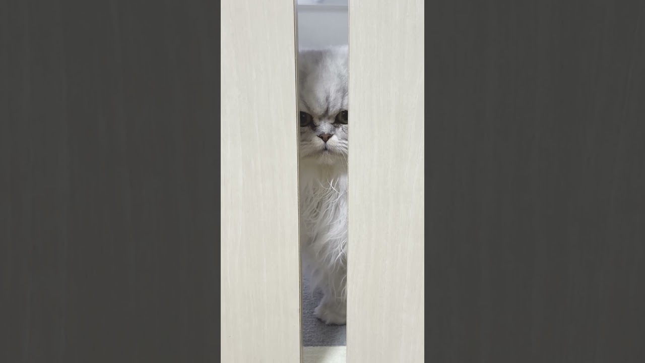 【ペルシャ猫】ドアの隙間から訴えてくる猫が可愛すぎた #猫 #猫のいる暮らし #ペルシャ猫 #shorts