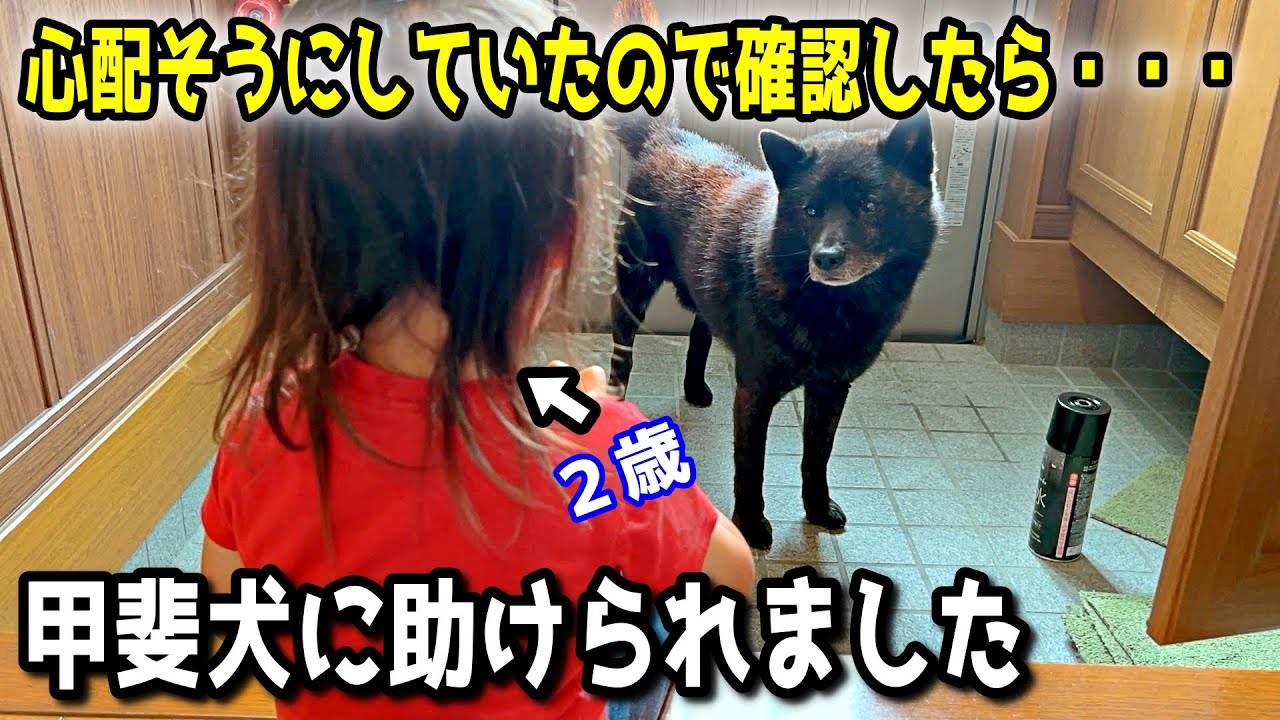 常に保護者目線の甲斐犬一休を見習わないといけません・・・【反省】