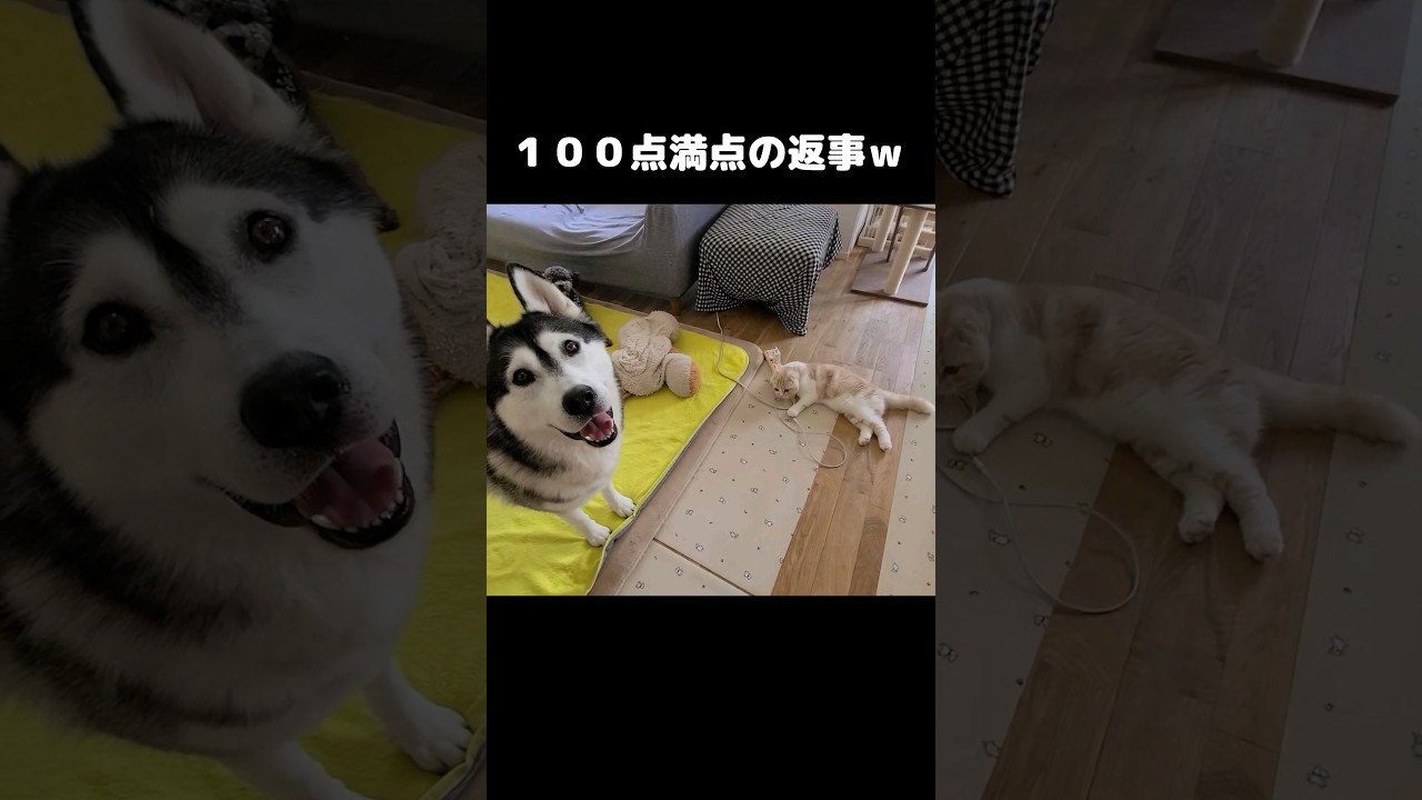 猫の返事が100点すぎてかわいい...笑#shorts
