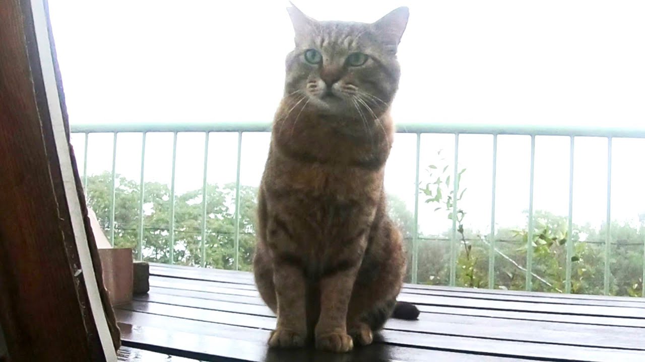 雨降りなのにやって来た　何か作るから入っといで