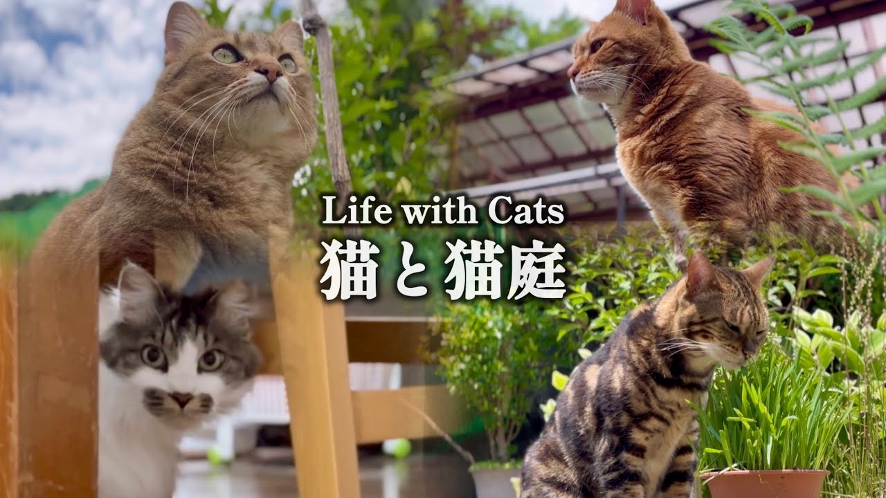 猫庭は寝坊するべからず/気難しい保護猫の嬉しい変化