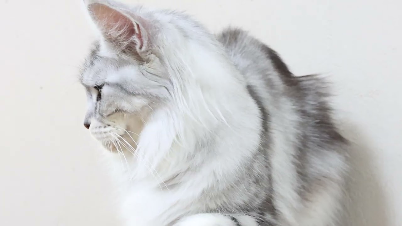 シルバーの美しきメインクーン雛さん