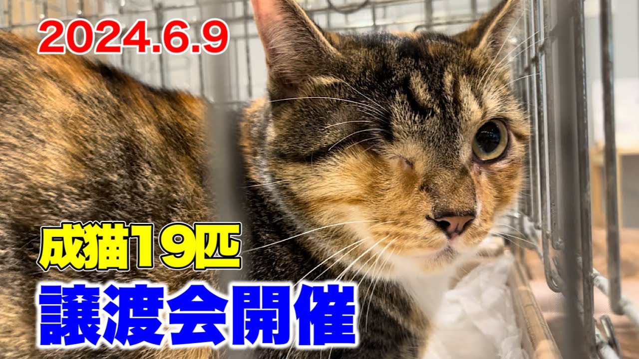 成猫のみ19匹！譲渡会を開催しました！