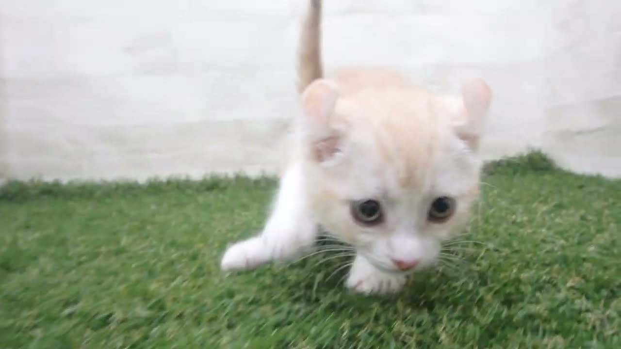 Coo&RIKU　No00678706 アメリカンカール