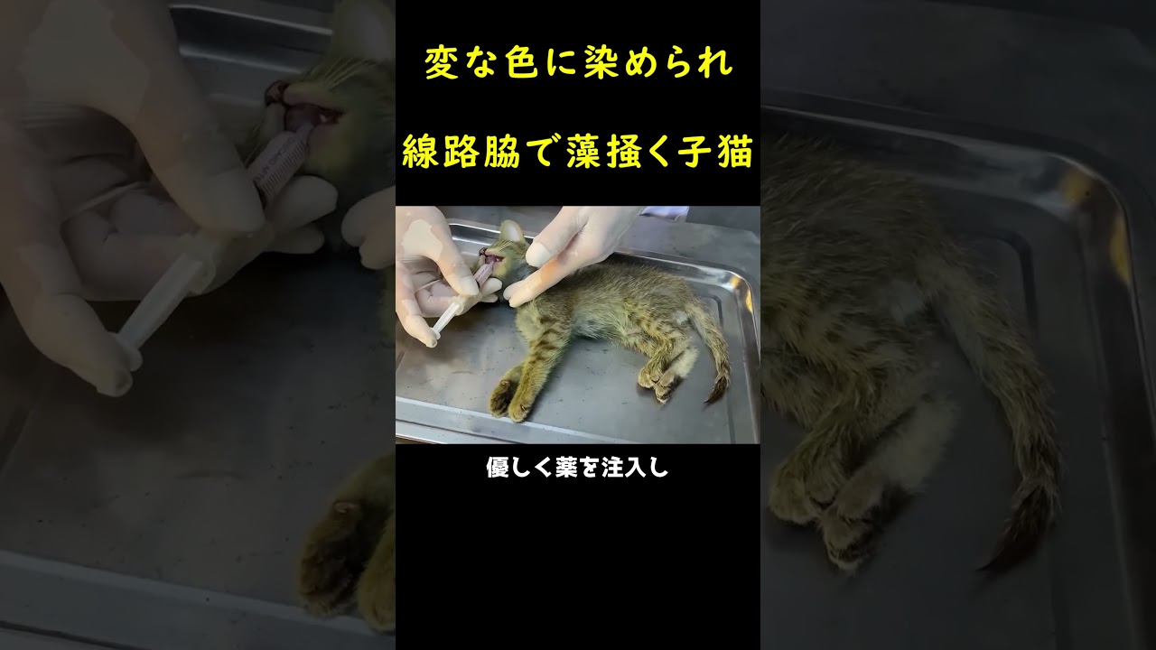 変な色に染められた捨て猫！！🐱