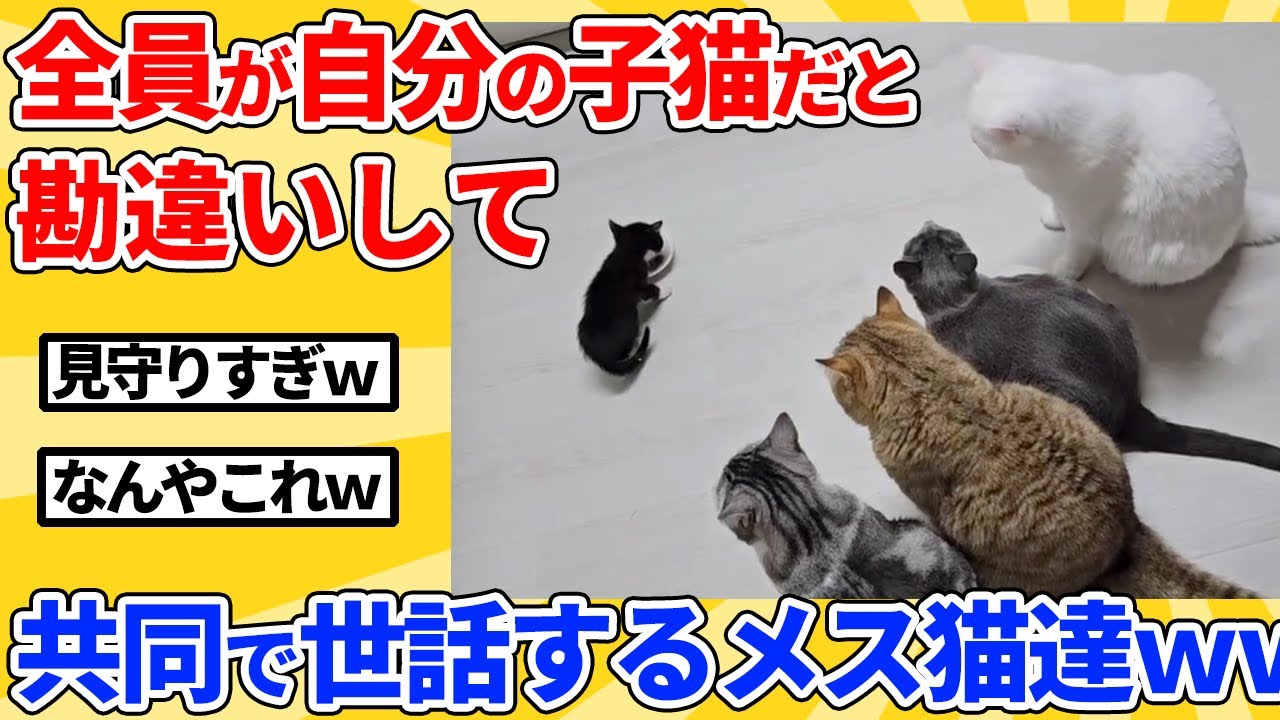 【2ch動物スレ】メス猫全員が保護した子猫を自分の子と思い込んだ結果ｗｗｗｗｗ
