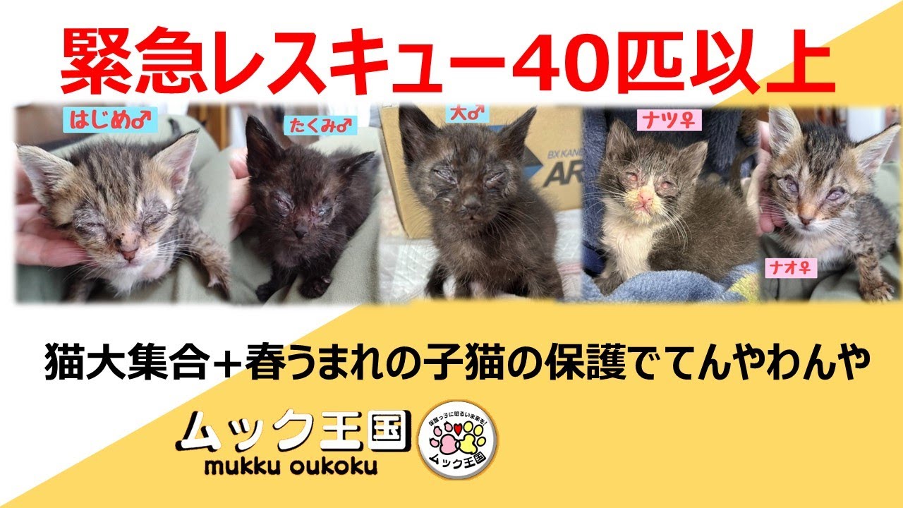 【2024年6月号】緊急レスキュー＆黒猫麦わら猫白猫大集合