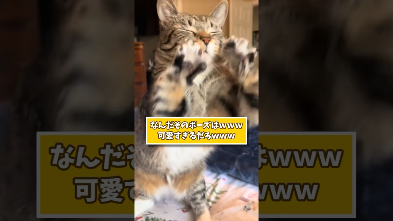 二足歩行ネッコの仕草が可愛すぎたwww #猫 #猫のいる生活 #動物 #可愛い #癒やし #2ch動物スレ #2ch