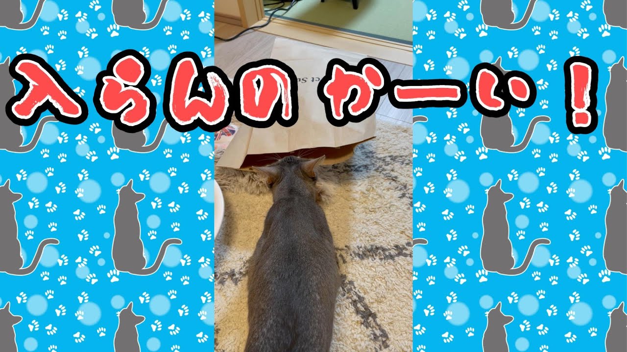 入らんのかーい! #shorts