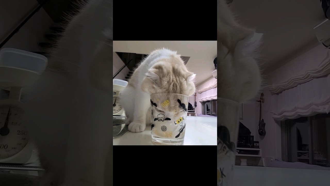 抜けなくなったと騒ぐ猫がこちら...笑#shorts