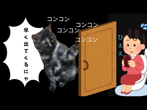 【セルカークレックス】トイレまで着いてきちゃうストーカー猫ちゃん♥【せらのりたま】